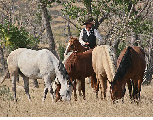 Nadine Levin Photo of a cowboy on horse