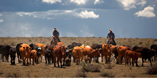 Photo of 2 cowboys driving cattle
